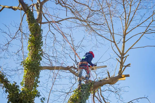 Professional tree surgery and hedge care